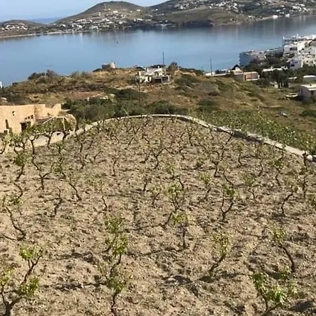 Grape Yard * Parikia (Paros)