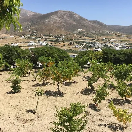 Grape Yard *
